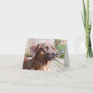 Carte Nowzad Rescue Dog Brin Notecard