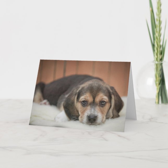 Carte Nuit beagle de chiot (Devant)