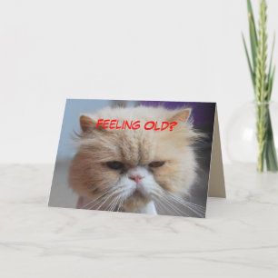 Carte N'y pensez même pas Humour de chat persan
