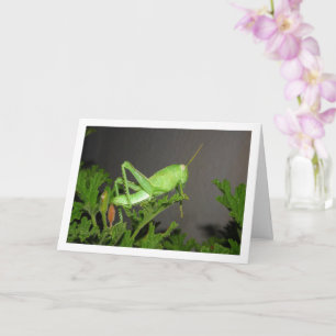 Carte Nymphe de sauterelle égyptienne sur Citronella Pla