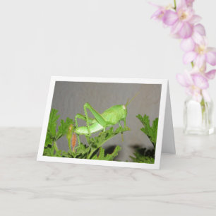 Carte Nymphe de sauterelle égyptienne sur Citronella Pla