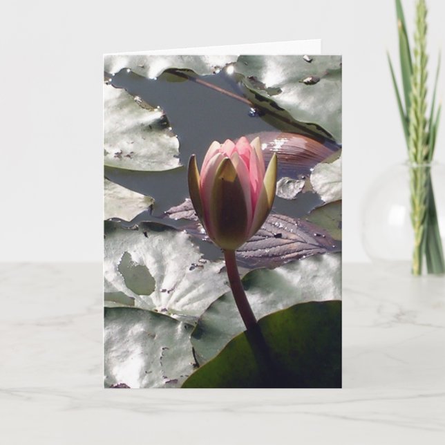 Carte Nymphéa Rose (Devant)