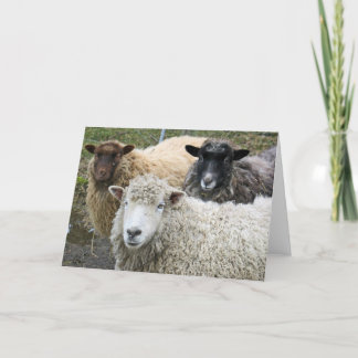 Carte O We Like Sheep
