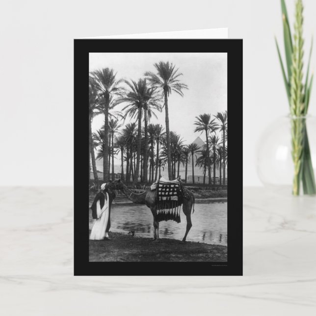 Carte Oasis View Pyramid 1902 (Devant)