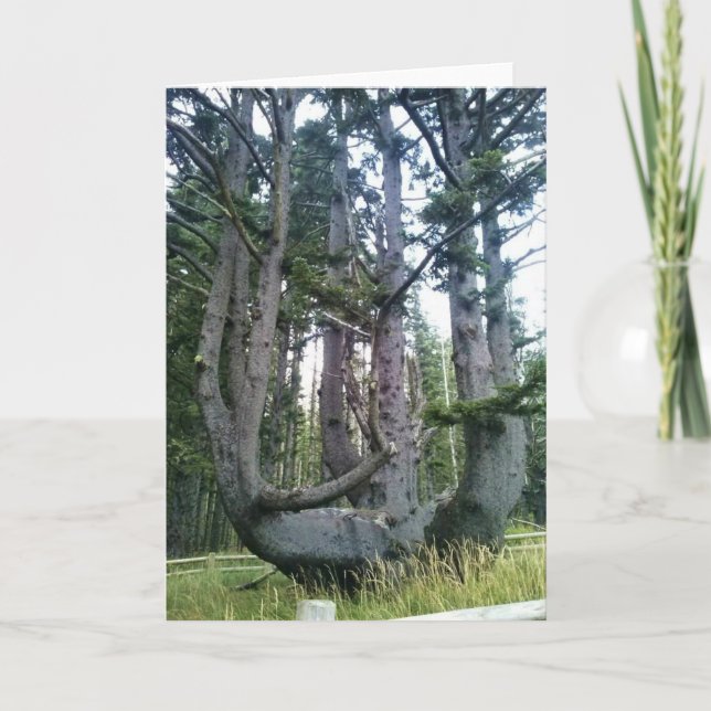 Carte Octopus Tree, Cape Meares, Oregon (Devant)