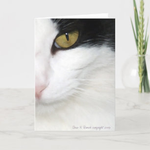 Carte OEil de chats