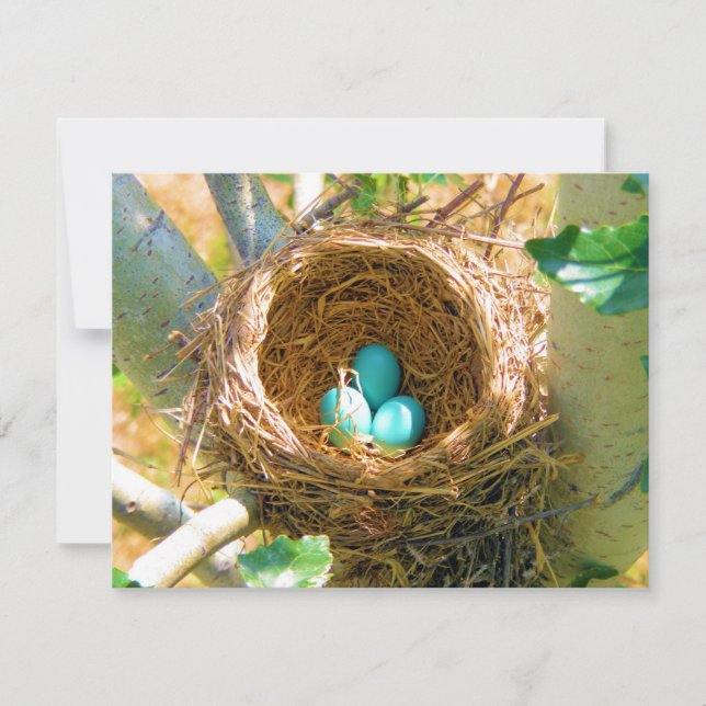 Carte Oeufs Robin dans un nid d'arbre Jardin (Devant)