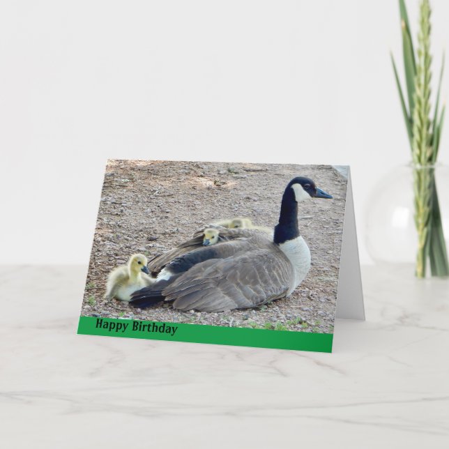 Carte Oie avec bébé oie anniversaire (Devant)