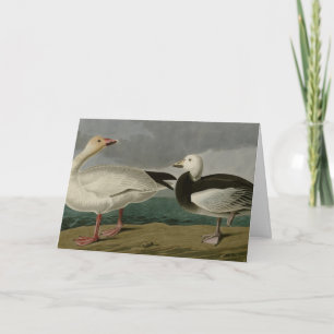 Carte Oie des neiges des oiseaux d'Amérique d'Audubon