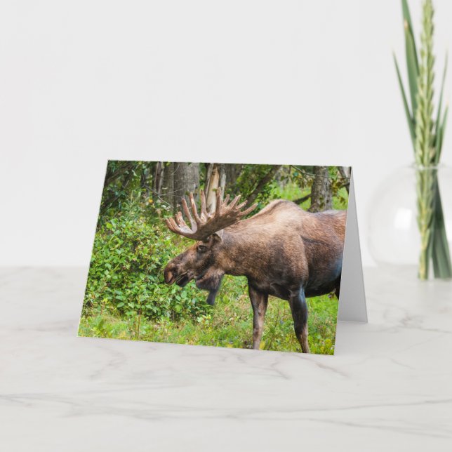 Carte Oie | Péninsule de Kenai, Alaska (Devant)
