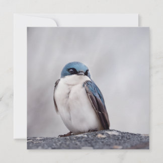 Carte Oiseau Bleu