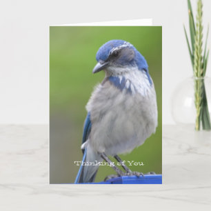 Carte Oiseau bleu
