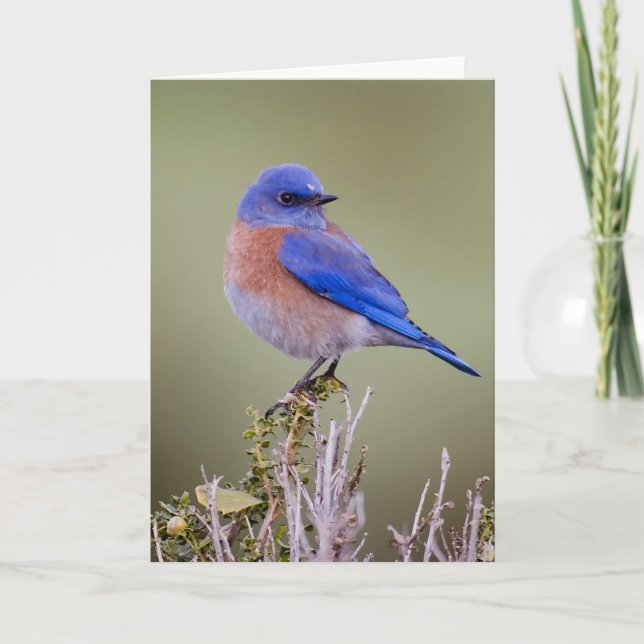 Carte Oiseau bleu occidental (Devant)