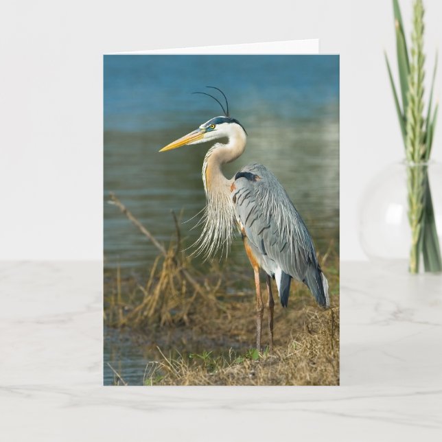 Carte Oiseau de héron de grand bleu à l'étang (Devant)