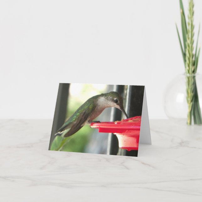 Carte Oiseau de Humming à la source Photographie blanche (Devant)