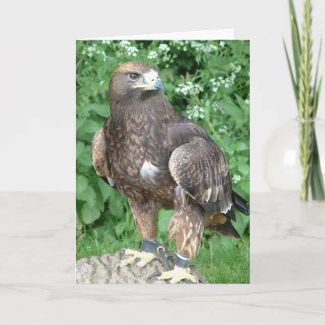 Carte oiseau de proie (Devant)