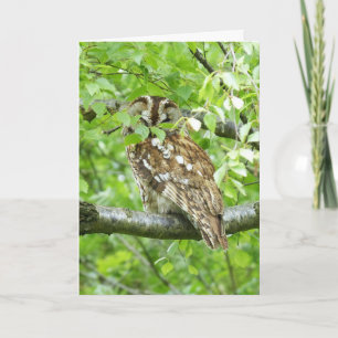 Carte Oiseau de Tawny