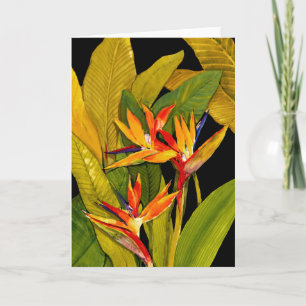 Carte Oiseau du paradis
