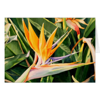Carte Oiseau du Paradis