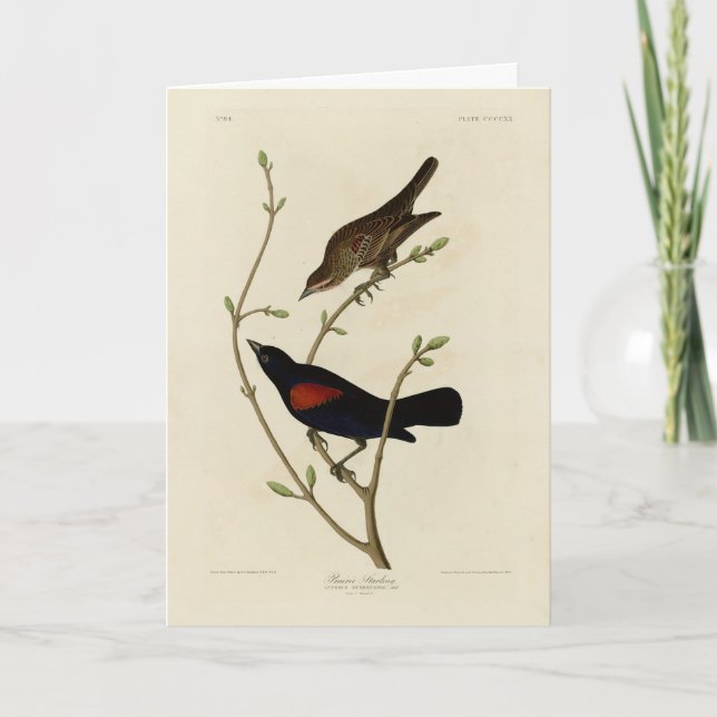 Carte Oiseau noir à ailes rouges - Oiseaux d'Amérique d' (Devant)