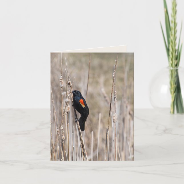 Carte Oiseau-noir à ailes rouges sur la mauvaise herbe (Devant)