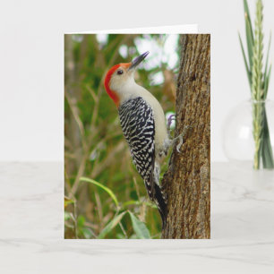 Carte Oiseau Pic