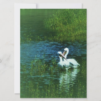 Carte Oiseaux amoureux couple de pélicans blancs MWUH!