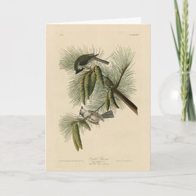 Carte Oiseaux d'Amérique à pois (touffus) (Devant)