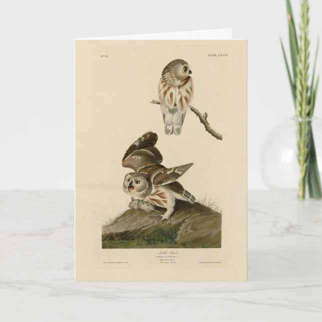 Carte Oiseaux d'Amérique d'Audubon (Devant)