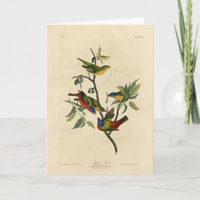 Carte Oiseaux d'Amérique d'Audubon (Devant)