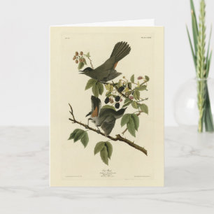 Carte Oiseaux de chats (Colibri gris) Oiseaux d'Amérique