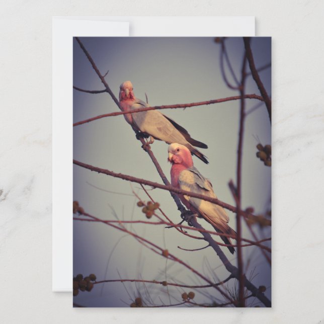 Carte Oiseaux de Galah dans l'arbre 1 (Devant)