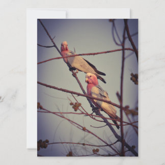 Carte Oiseaux de Galah dans l'arbre 1