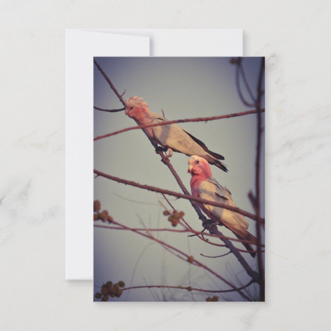 Carte Oiseaux de Galah dans l'arbre 2 (Devant)