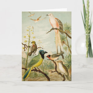 Carte Oiseaux nord-américains Anton Goering