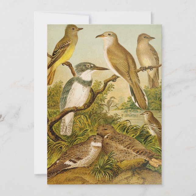 Carte Oiseaux nord-américains | Anton Goering (Devant)