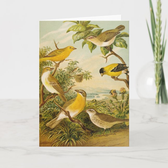 Carte Oiseaux nord-américains | Anton Goering (Devant)