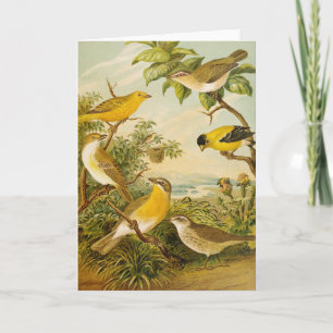 Carte Oiseaux nord-américains Anton Goering