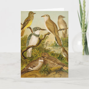 Carte Oiseaux nord-américains Anton Goering