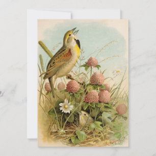 Carte Oiseaux nord-américains   Robert Ridgway