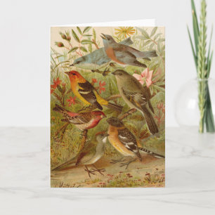 Carte Oiseaux nord-américains   Tzel Gustav Mü
