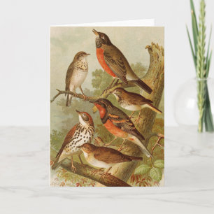 Carte Oiseaux nord-américains   Tzel Gustav Mü