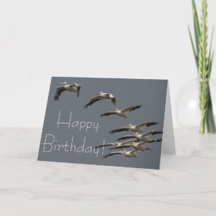 Carte Oiseaux pélicans blancs Faune Animal Joyeux Annive