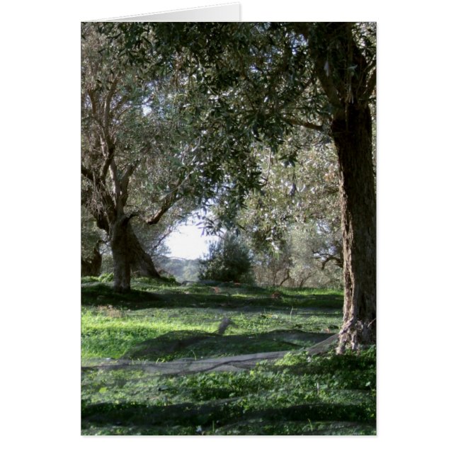 Carte Olive Grove (Devant)