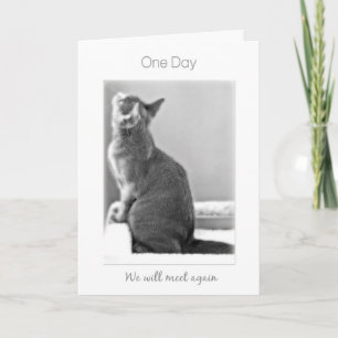 Carte "One day We'll meet again" cat sympathy
