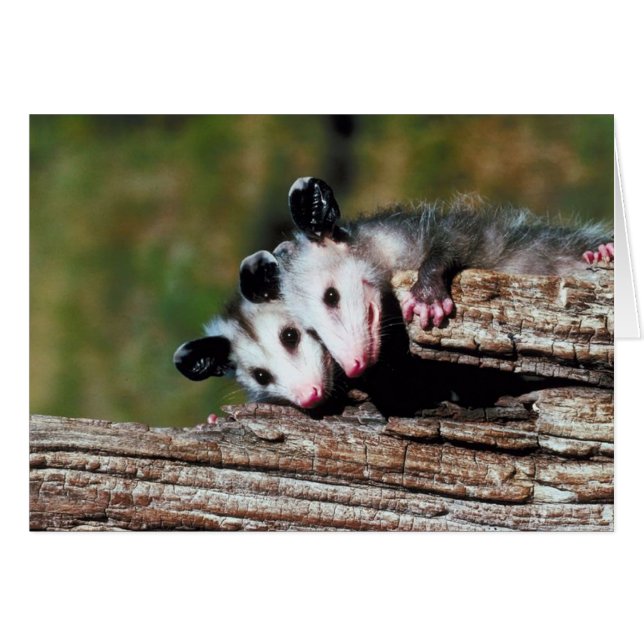 Carte Opossum (Devant horizontal)