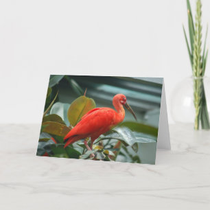 Carte Orange Bird