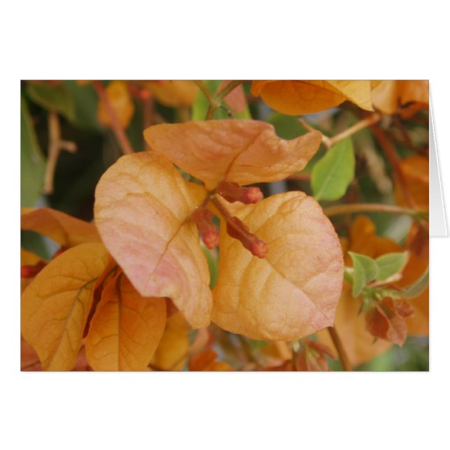 Carte Orange Bougainvillea (Devant horizontal)