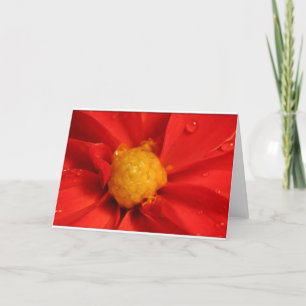 Carte Orange Dahlia