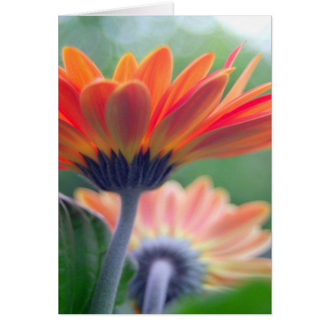 Carte orange de Gerbera (Devant)